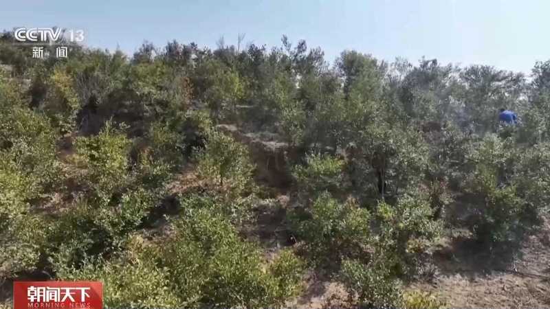  国土绿化迈入新阶段；从单一林转向混交林；多地发力精准提质 文化旅游 国土绿化迈入新阶段；从单一林转向混交林；多地发力精准提质 文化旅游 国土绿化迈入新阶段；从单一林转向混交林；多地发力精准提质 文化旅游